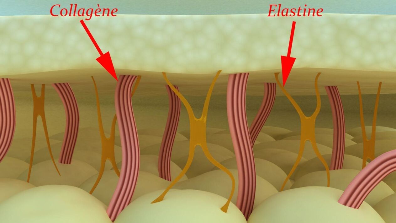 Collagen and elastin are structural proteins of the skin